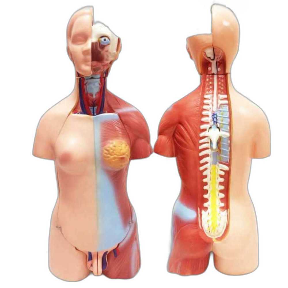 해부학 모형 과학실 인체 교육용 병원 교구 인체모형 45cm - 상품 이미지
