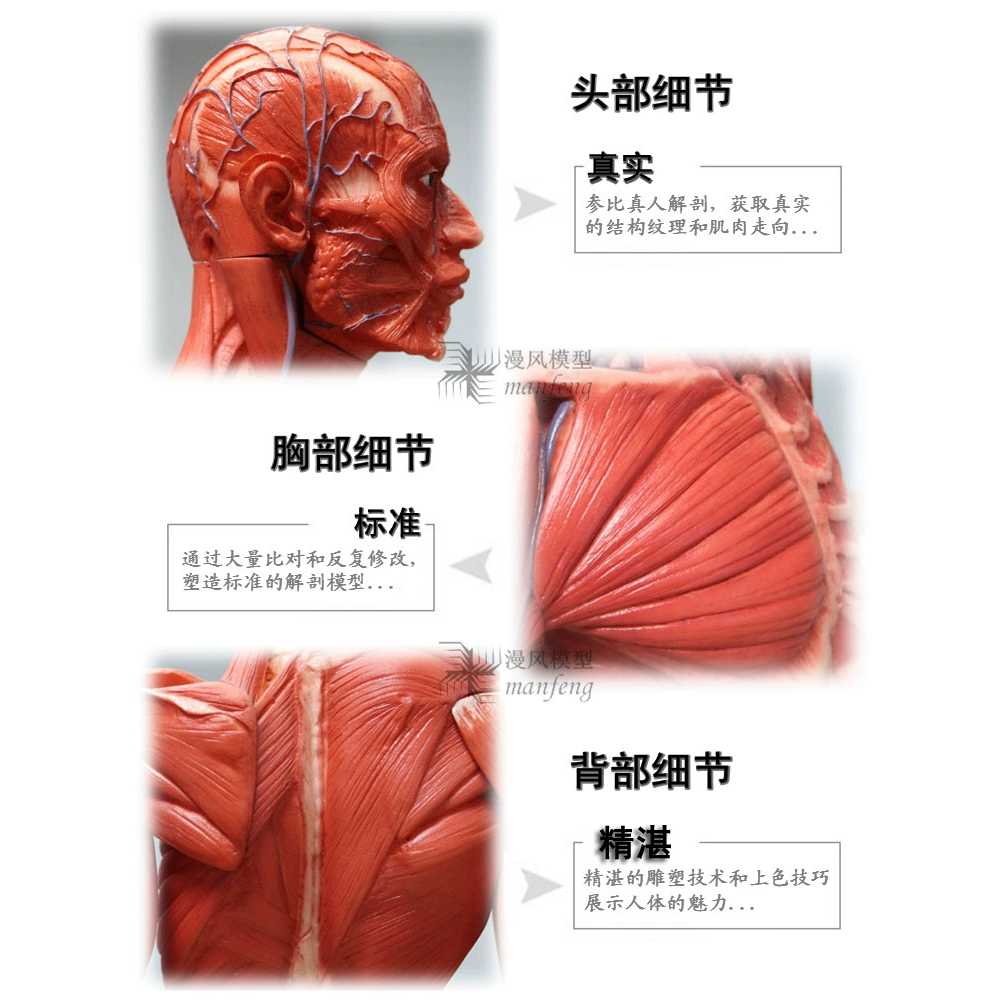 근육 모형 인체 드로잉 미술 소품 해부학 교육용 교구 60 여성 - 상세 이미지 2