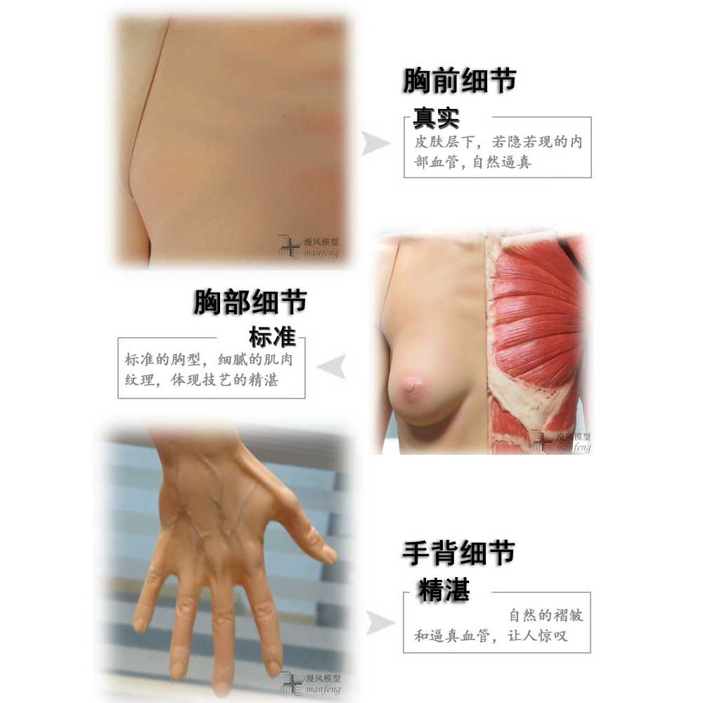 근육 모형 인체 드로잉 미술 소품 해부학 교육용 교구 60 여성 - 상세 이미지 3