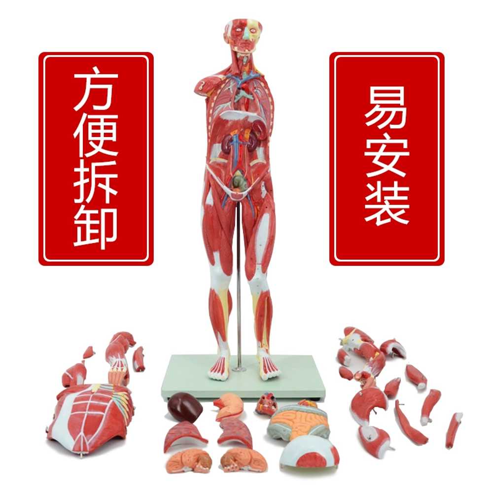인체 근육모형 과학실 보건수업 병원 학교 해부모형 - 상세 이미지 4