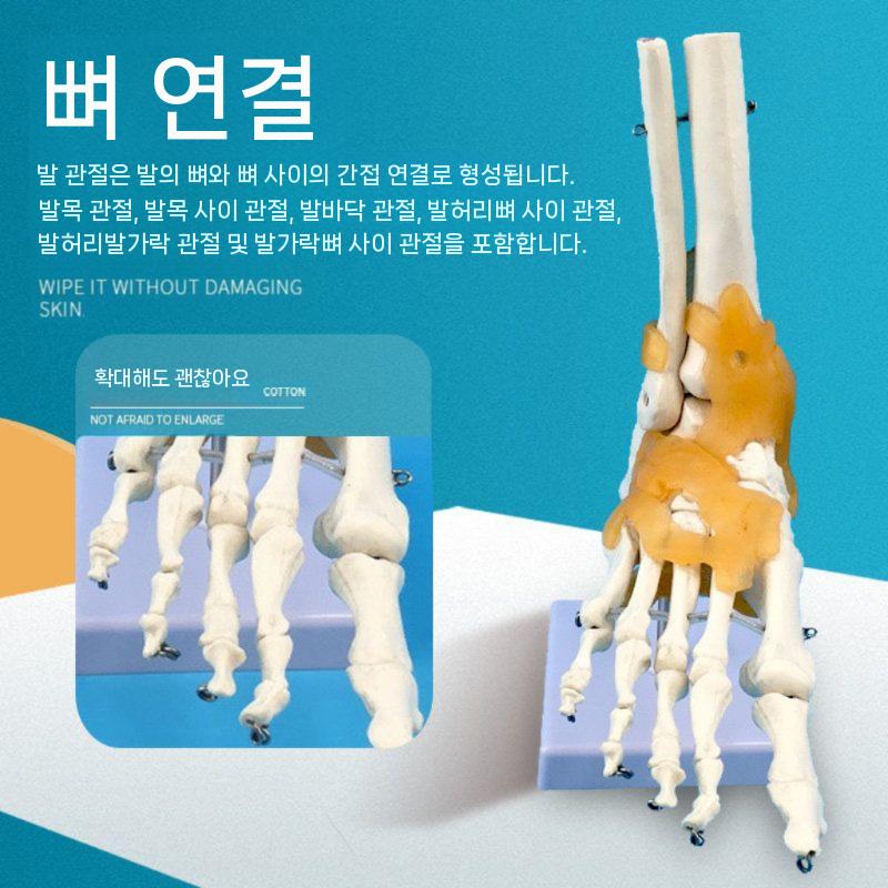 발목 모형 인체 인대 발뼈 해부학 교육용 골격 발관절 관절 - 상세 이미지 5