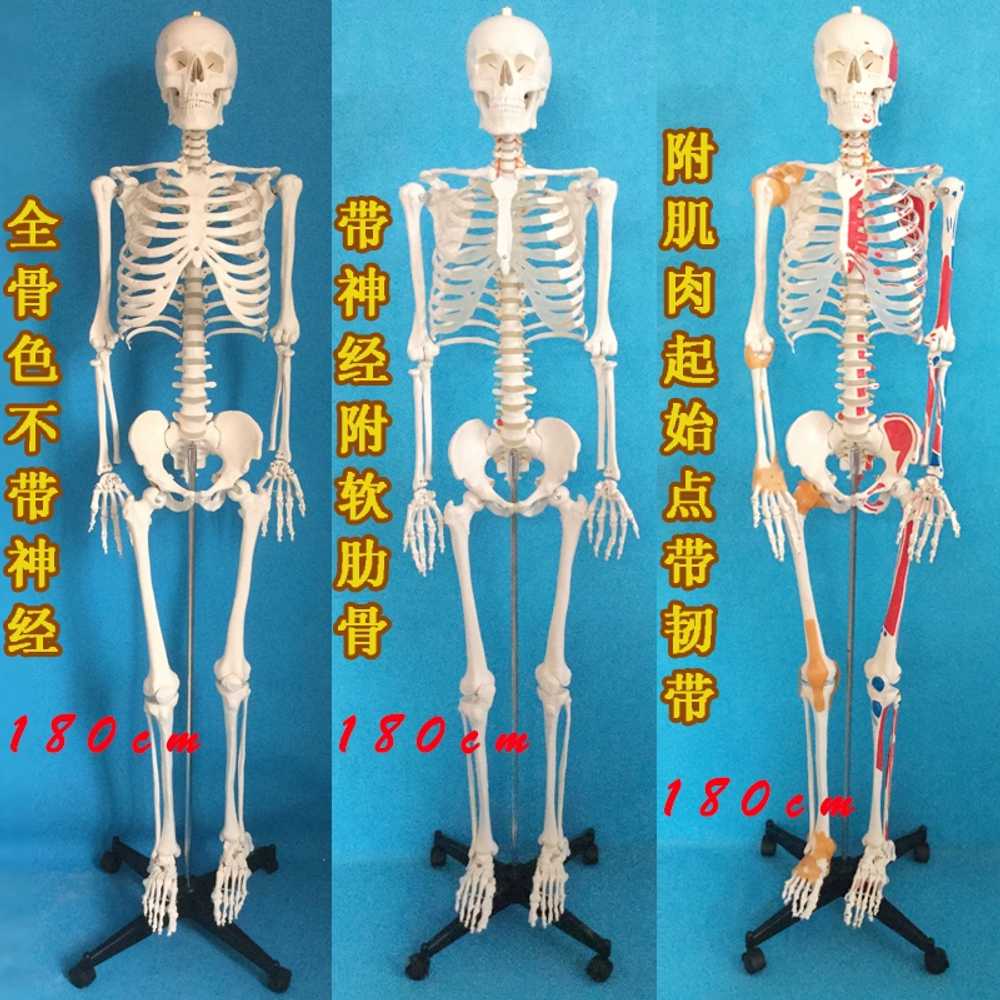 해골 해부학모형 의과대학 병원 교육용 인체모형 추간판 85cm - 상세 이미지 5