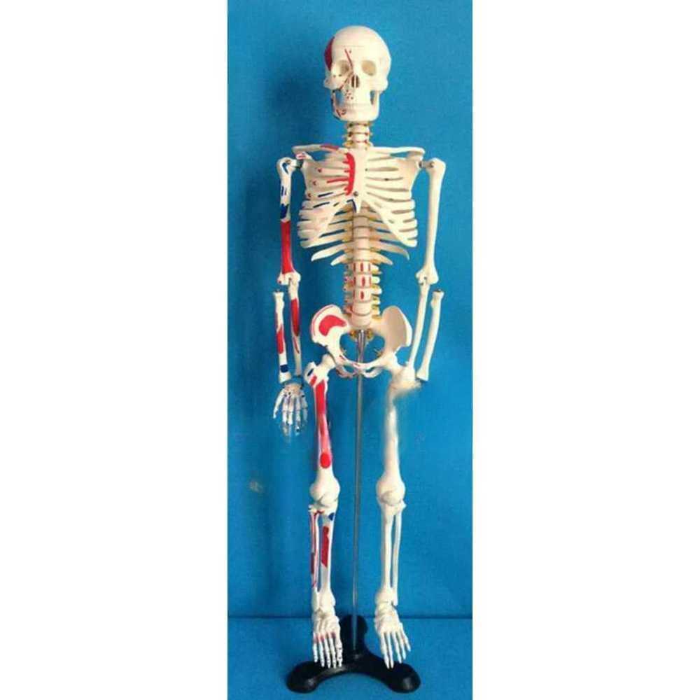 해골 해부학모형 의과대학 병원 교육용 인체모형 추간판 85cm - 상세 이미지 2