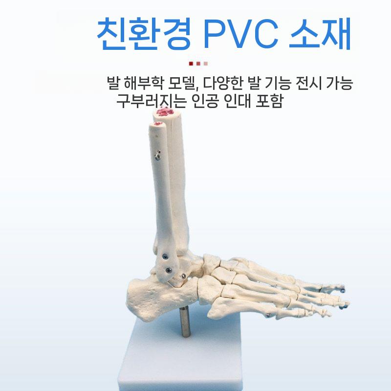 발관절 모형 인체 해부학 정형외과 인대 실습 발 관절 - 상세 이미지 3