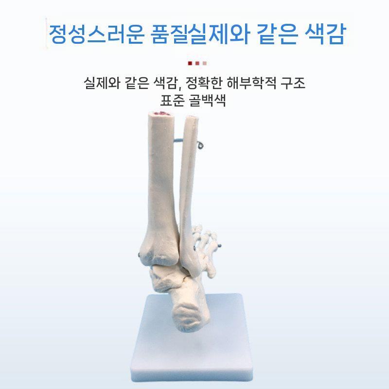 발관절 모형 인체 해부학 정형외과 인대 실습 발 관절 - 상세 이미지 5