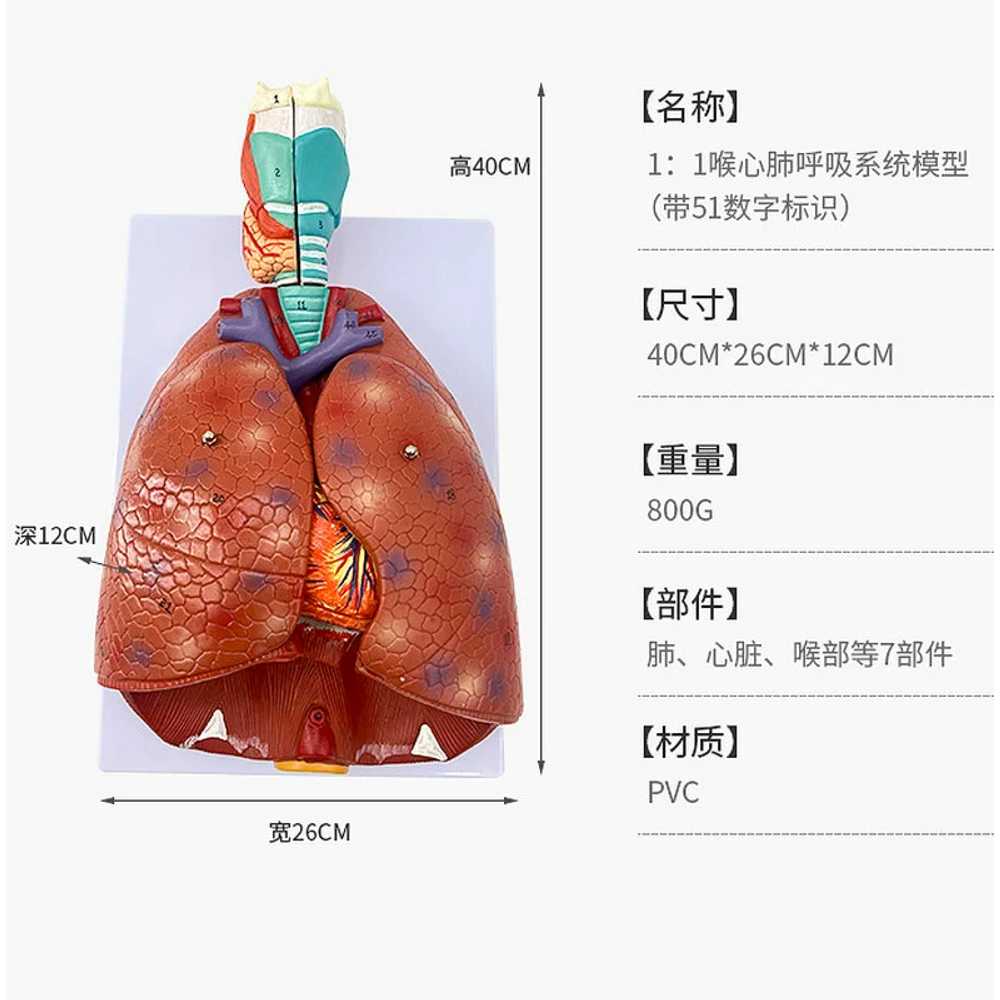 해부학 폐모형 금연 보건소 진료실 보건교육 과학교구 - 상세 이미지 5