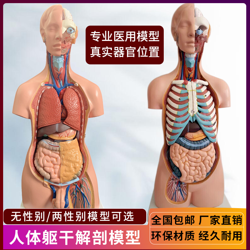 해부학 모형 과학실 인체 교육용 병원 교구 인체모형 45cm - 상세 이미지 4