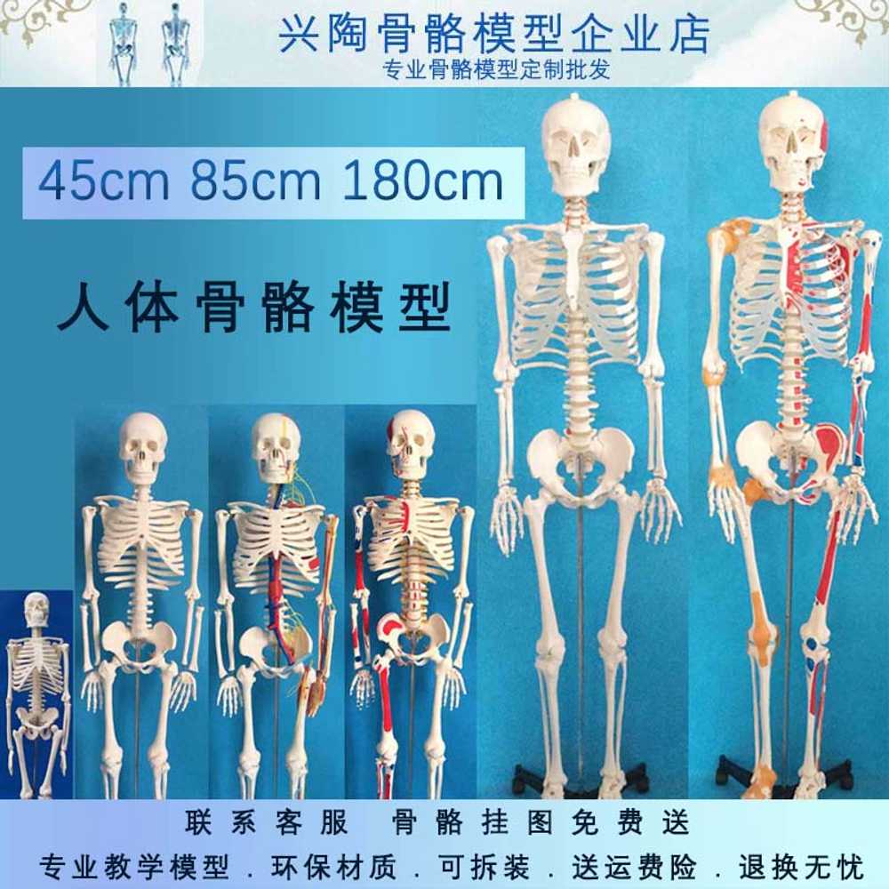 해골 해부학모형 의과대학 병원 교육용 인체모형 추간판 85cm - 상세 이미지 3