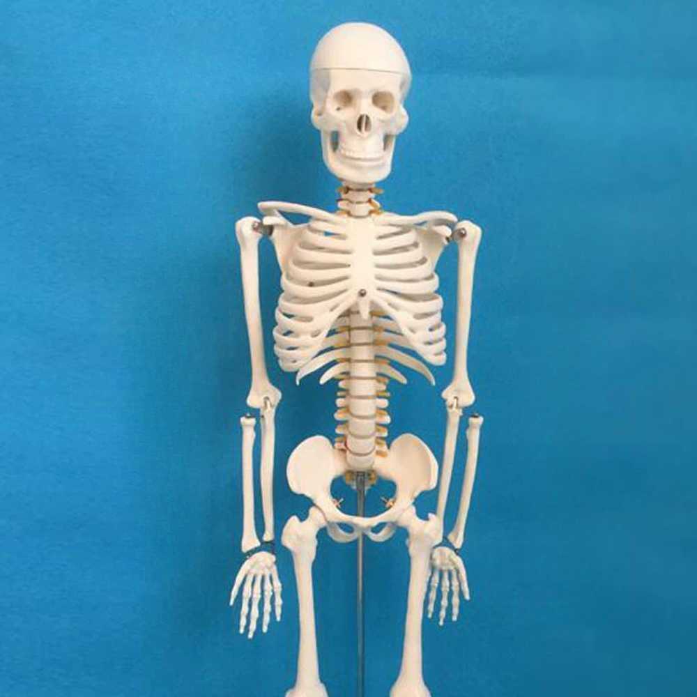 해골 해부학모형 의과대학 병원 교육용 인체모형 추간판 85cm - 상품 이미지