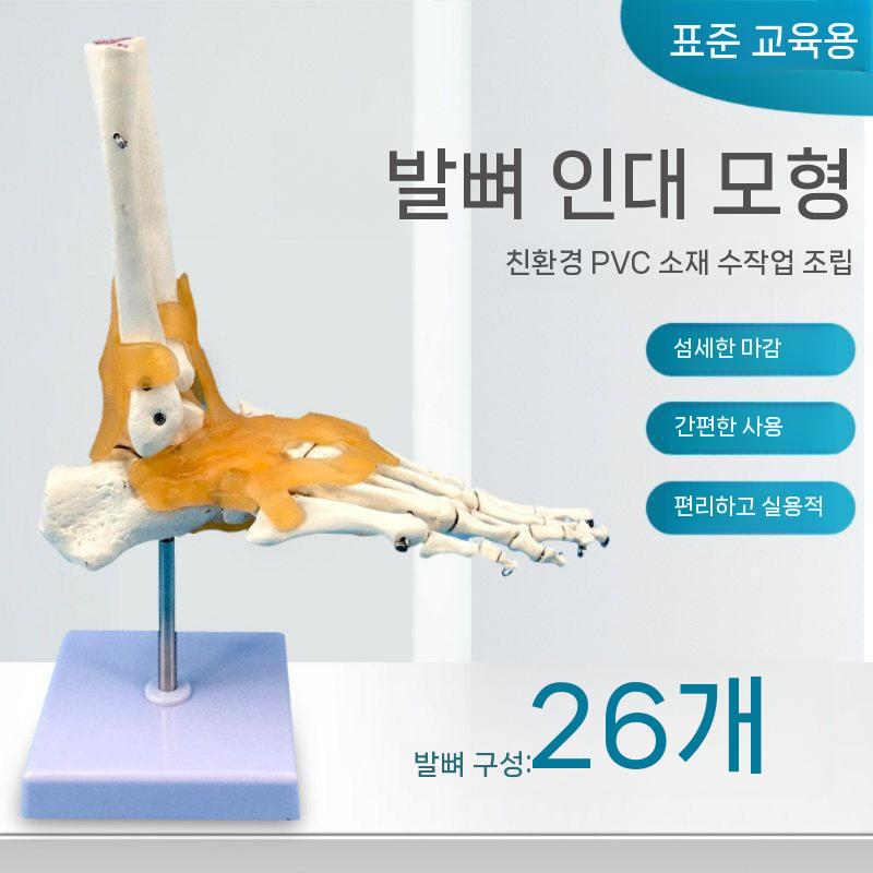 발목 모형 인체 인대 발뼈 해부학 교육용 골격 발관절 관절 - 상세 이미지 3