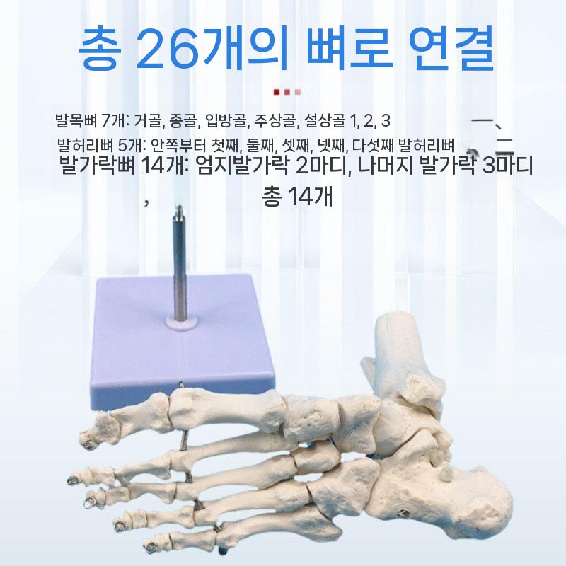발관절 모형 인체 해부학 정형외과 인대 실습 발 관절 - 상세 이미지 4