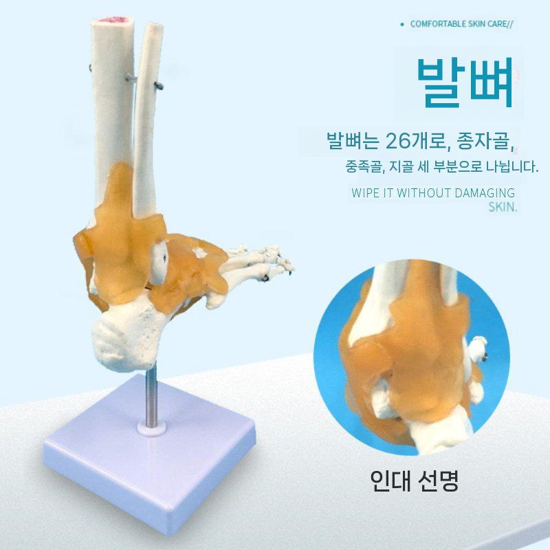 발목 모형 인체 인대 발뼈 해부학 교육용 골격 발관절 관절 이미지 6