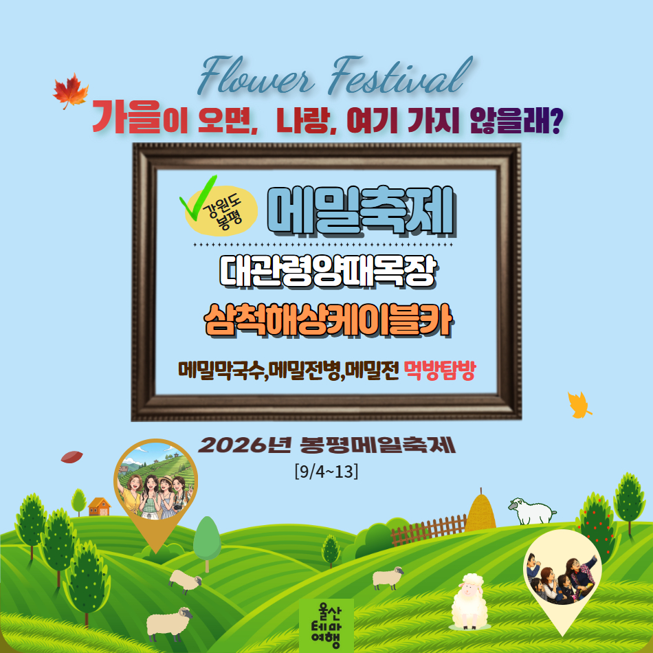 [울산출발버스여행] 가을 봉평메밀꽃밭과 대관령양때목장 삼척해상케이블카 - 상품 이미지