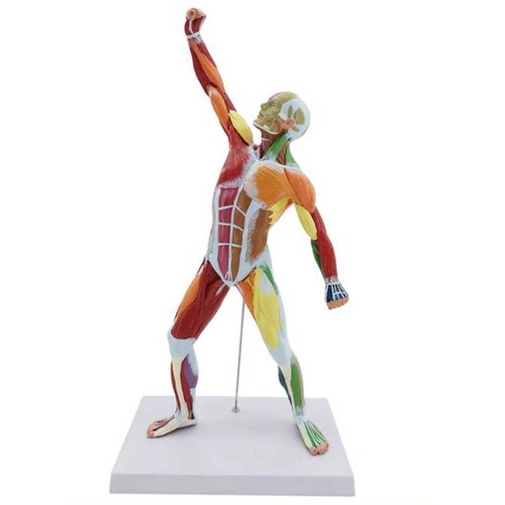 인체 해부 모형 교구 교육용 골격 과학실 실습 교육 50CM 레드 - 상품 이미지