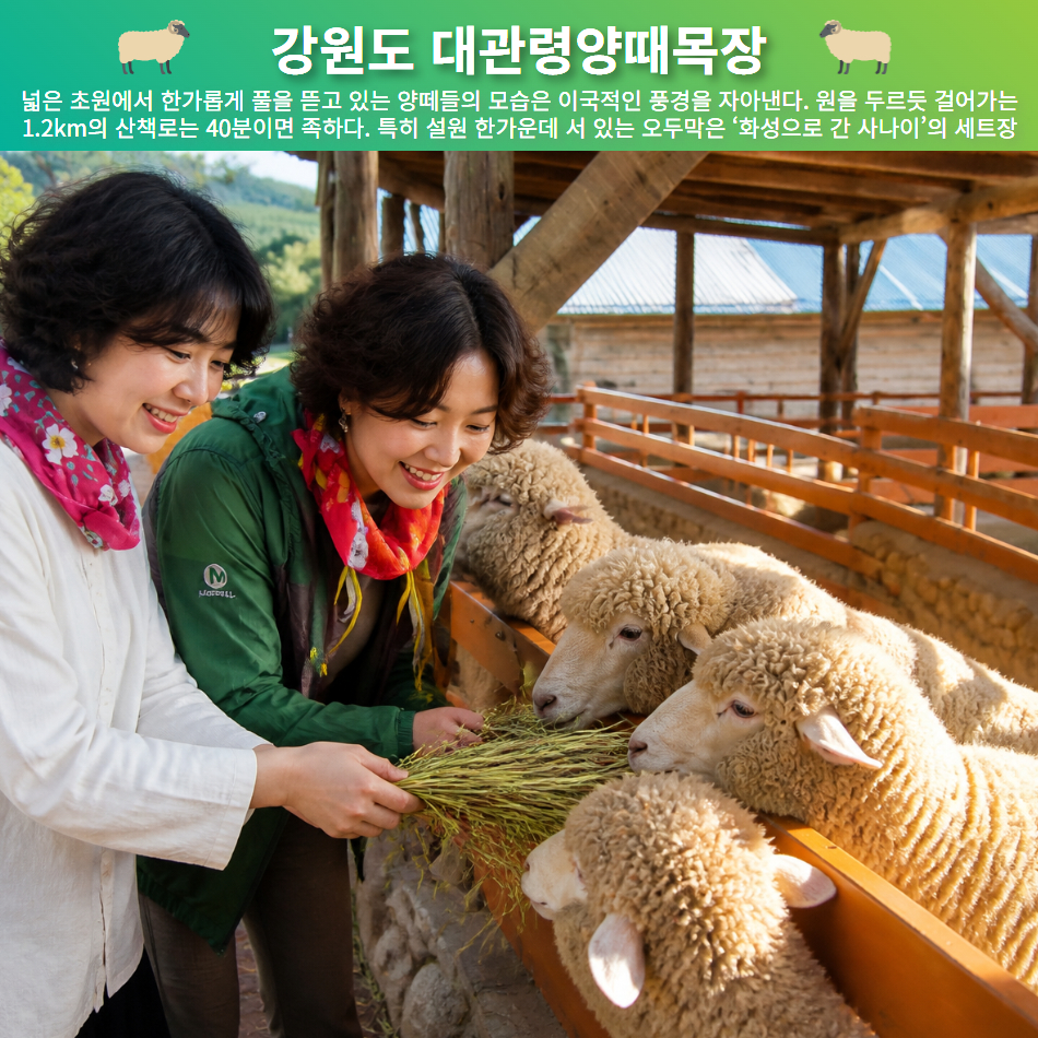 [울산출발버스여행] 가을 봉평메밀꽃밭과 대관령양때목장 삼척해상케이블카 - 상세 이미지 5