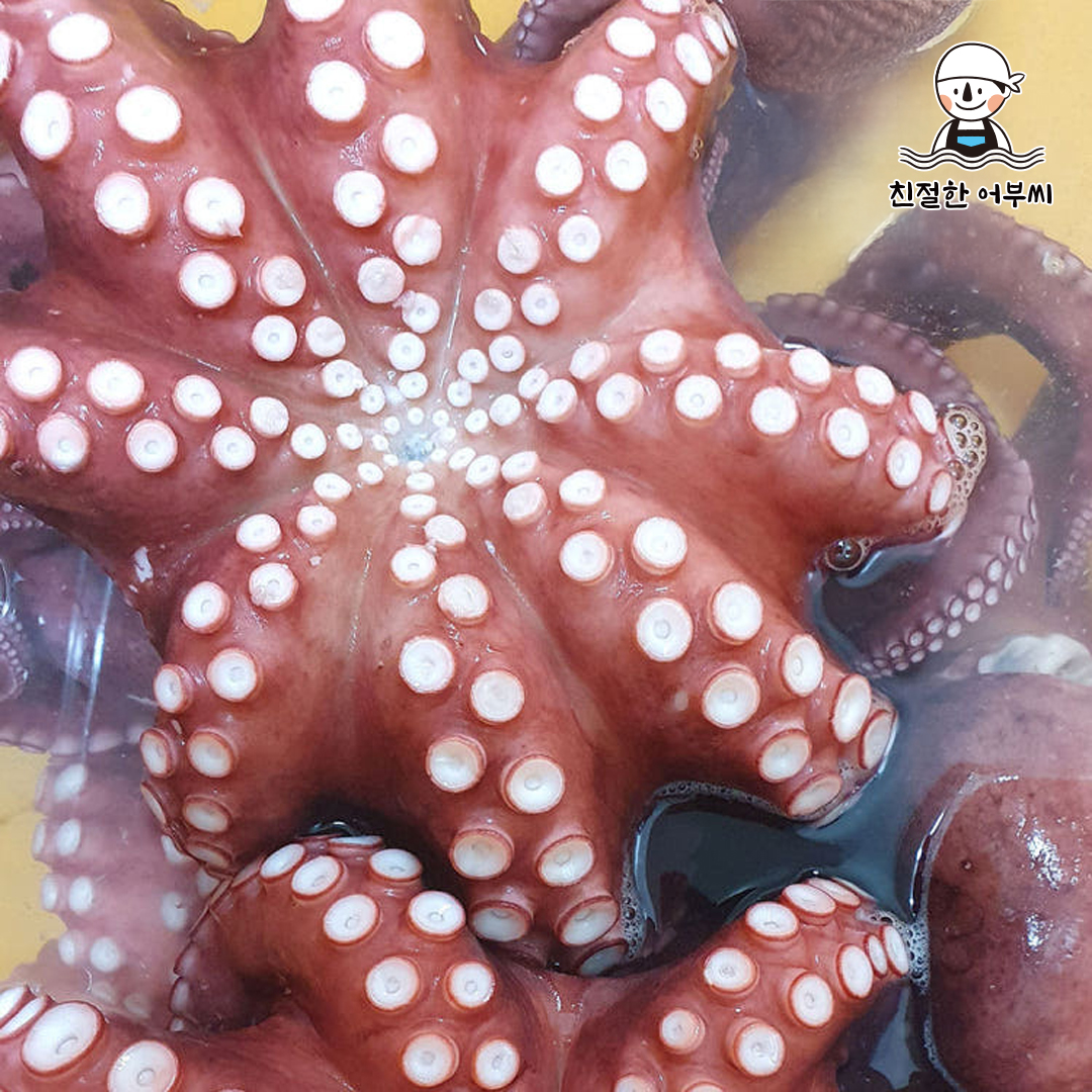 통영 자연산 돌문어 자숙 냉동 제수용 문어 숙회 친절한어부씨 이미지 6