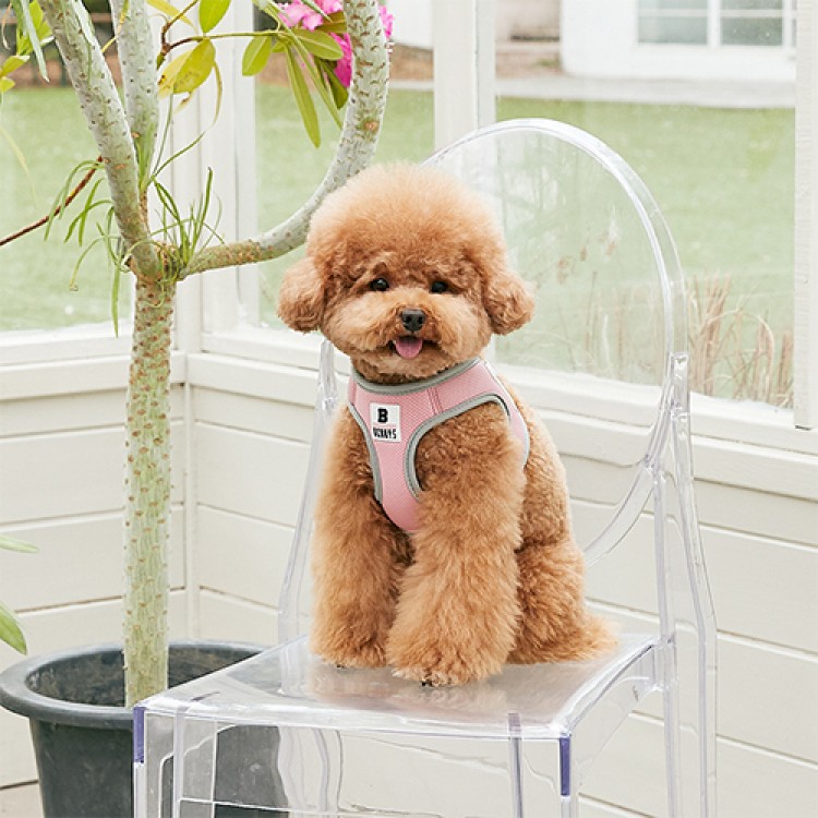 베니즈 강아지 하네스 소형견 가슴줄 산책줄 세트 베이직 스카이블루 S 이미지 6