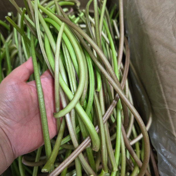 고구마줄기 윗집아들네 2kg 3kg 5kg - 상세 이미지 5