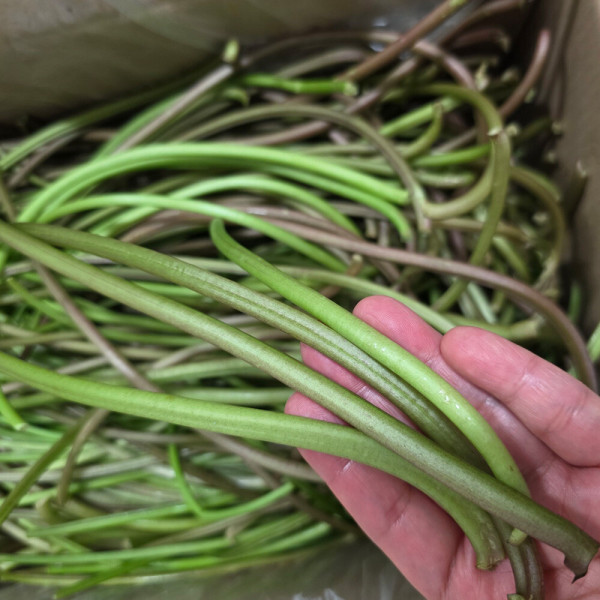 고구마줄기 윗집아들네 2kg 3kg 5kg - 상세 이미지 3