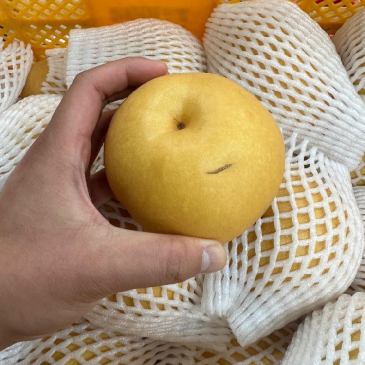 가정용 신고 배 혼합과, 3kg, 1개 - 상품 이미지
