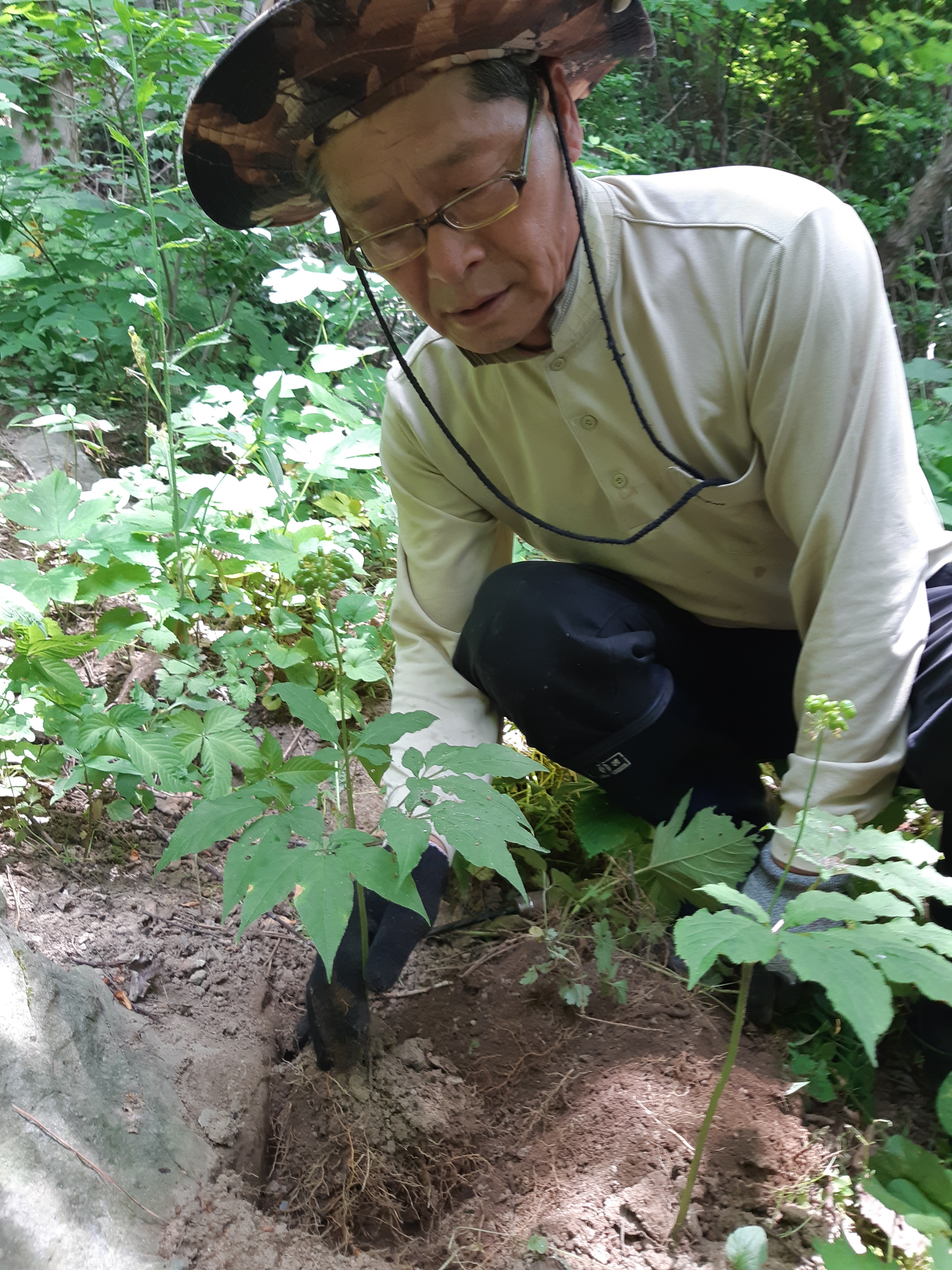 울릉도 특산 산양삼 6년근 3뿌리 농가직송 프리미엄선물 - 상세 이미지 3