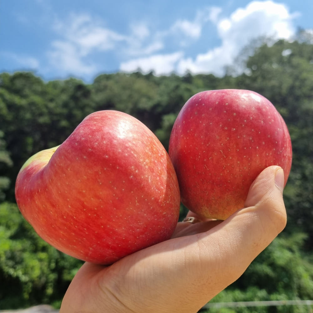 26년 햇 루비에스미니사과 홍로 시나노스위트 2kg 3kg : 나물이체질