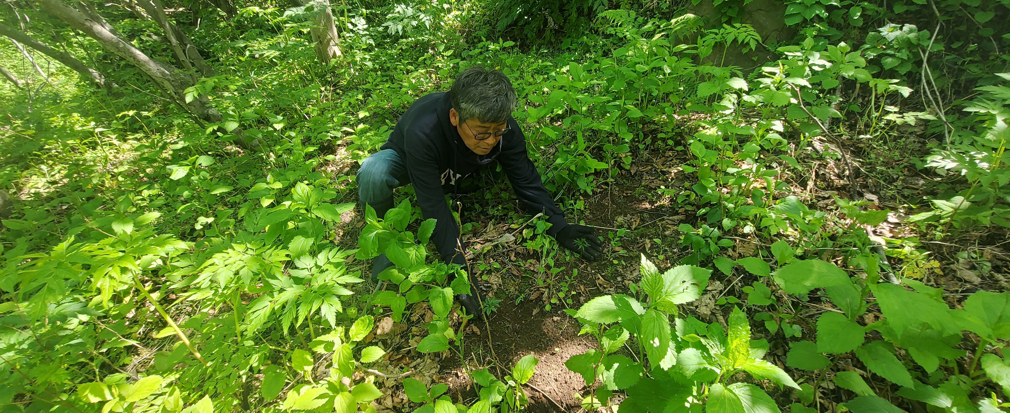 울릉도 특산 산양삼 6년근 3뿌리 농가직송 프리미엄선물 이미지 6