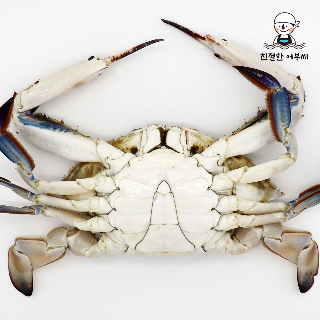 꽃게 제철 활 숫꽃게 톱밥 가을 생물 급냉 냉동 1kg 2kg 3kg 친절한어부씨 상품 이미지
