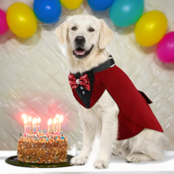 위드레오 강아지턱시도 케이프 강아지화동 화견 생일파티 코스튬 사진촬영 핑크 보타이 S 이미지 7