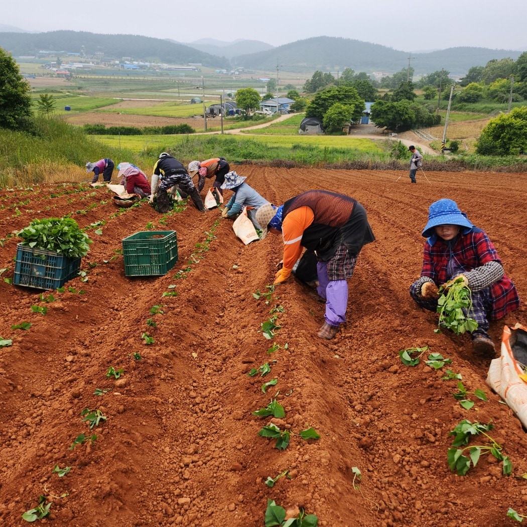 꿀고구마 국내산 찜 군고구마 에어프라이어 간식 반찬용 이미지 6