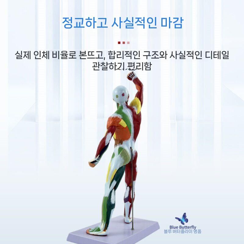 인체 해부학 모형 근육 골격 모델 의료 교육용 실습 교구 전신모형 50cm 근육형 이미지 6