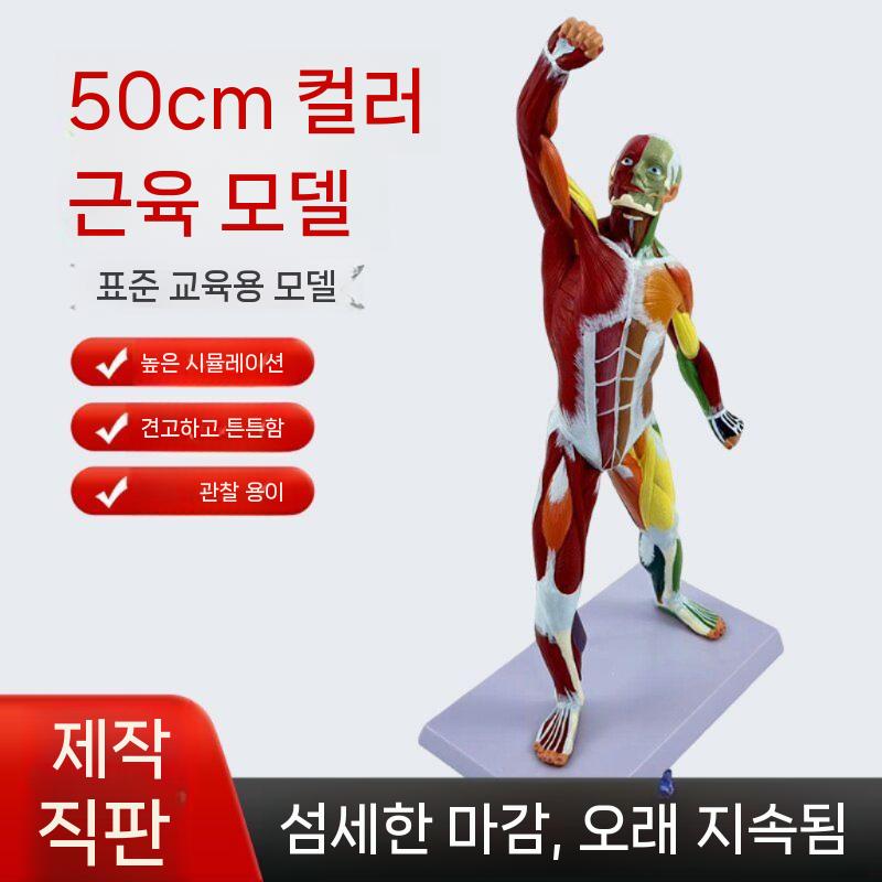 인체 해부학 모형 근육 골격 모델 의료 교육용 실습 교구 전신모형 50cm 근육형 - 상세 이미지 3