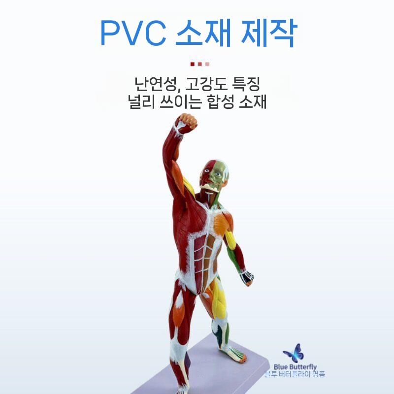 인체 해부학 모형 근육 골격 모델 의료 교육용 실습 교구 전신모형 50cm 근육형 - 상세 이미지 4