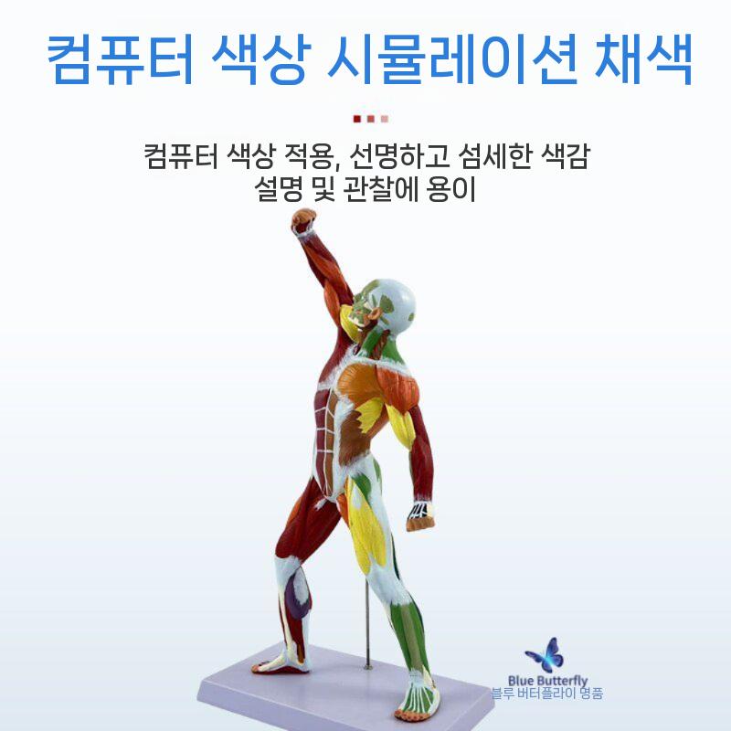 인체 해부학 모형 근육 골격 모델 의료 교육용 실습 교구 전신모형 50cm 근육형 - 상세 이미지 5