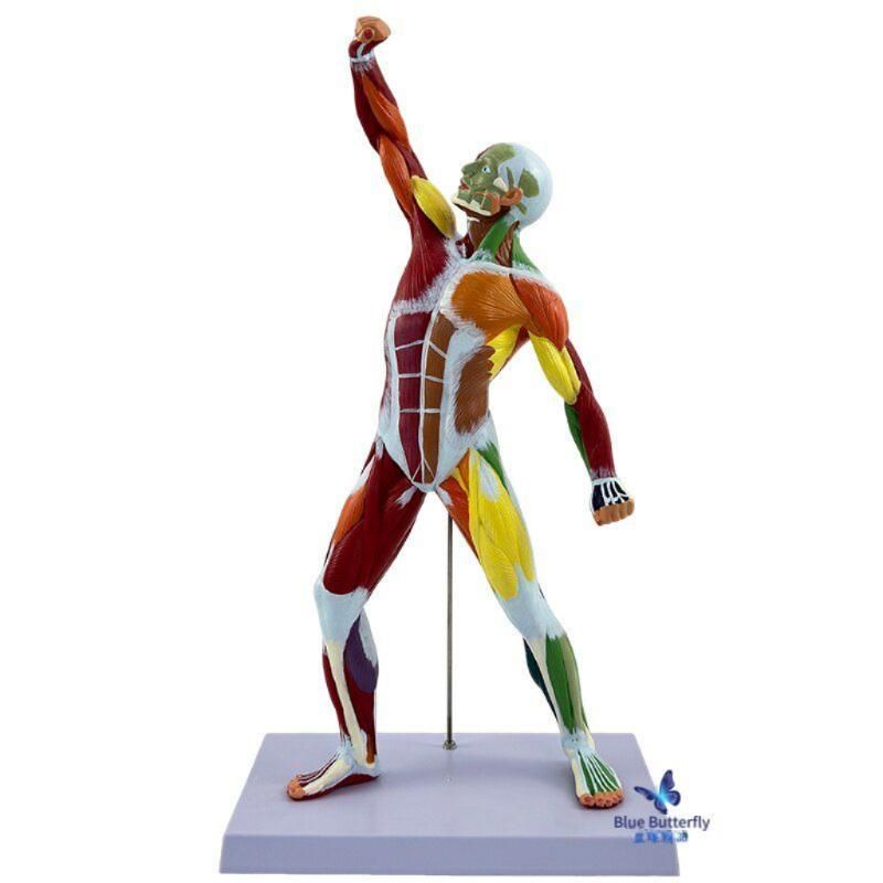 인체 해부학 모형 근육 골격 모델 의료 교육용 실습 교구 전신모형 50cm 근육형 - 상품 이미지