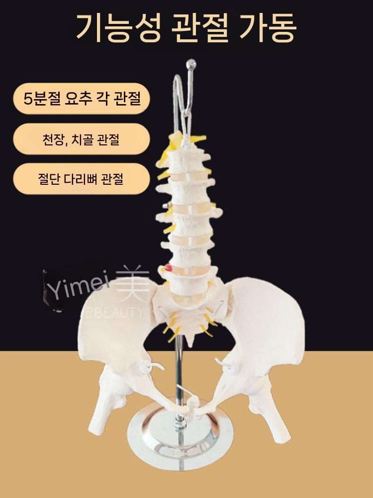 교육용 골반 모형 모델 뼈 다리 해부학 병원 인간 인체 소형 - 상세 이미지 3