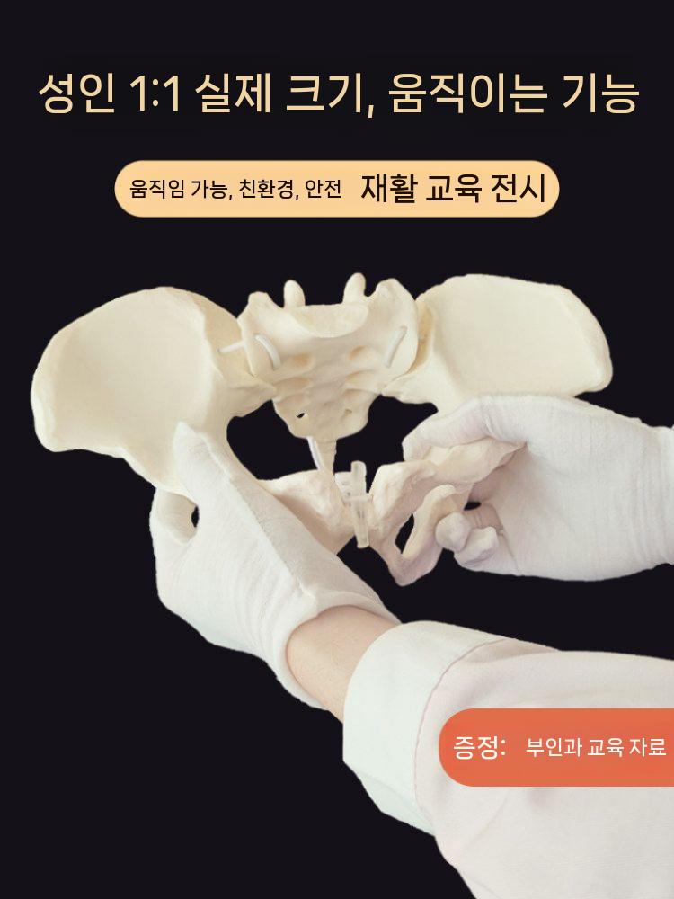 교육용 골반 모형 모델 뼈 다리 해부학 병원 인간 인체 소형 - 상세 이미지 5