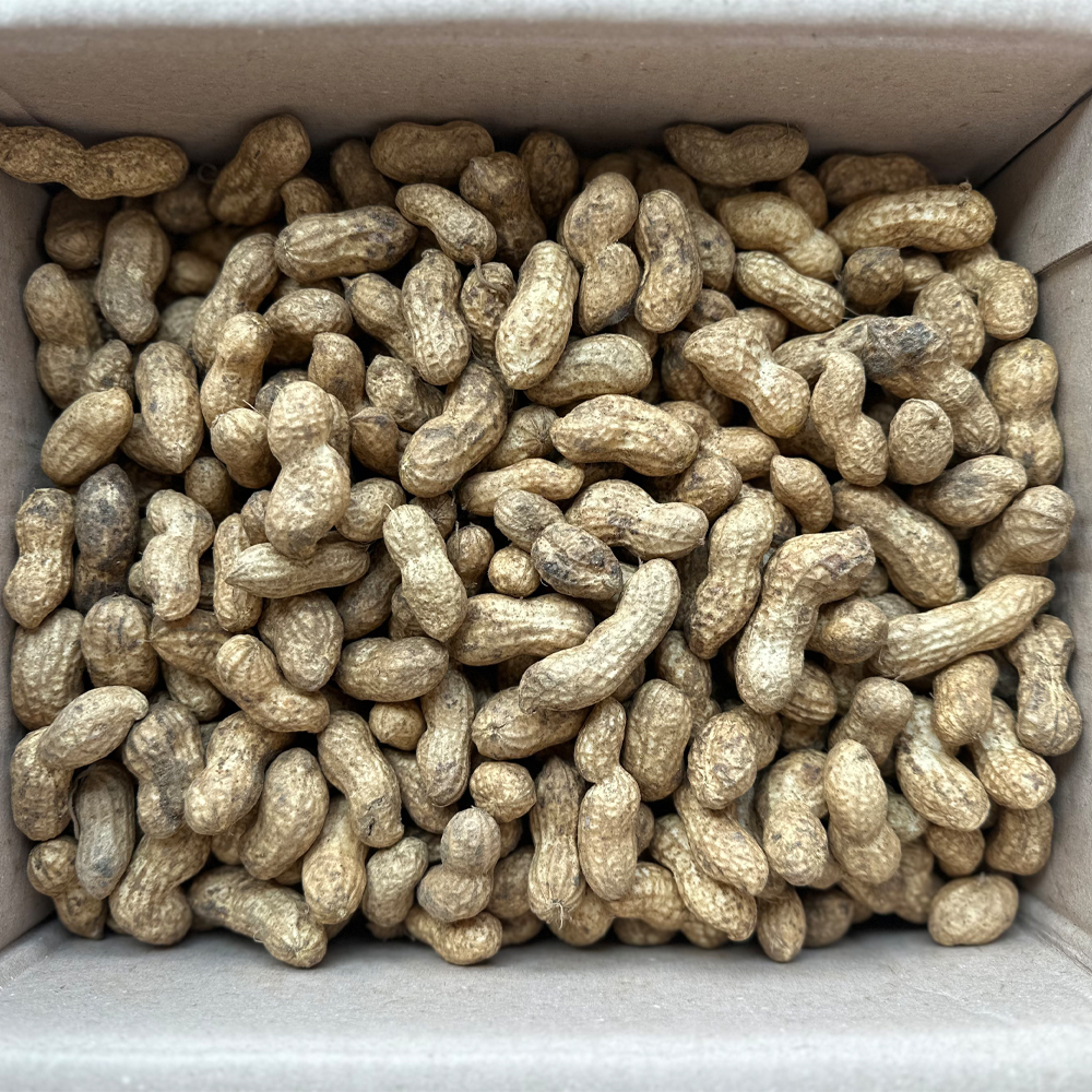 2026 국내산 햇 흙땅콩 생땅콩 피땅콩 1kg 2kg 3kg 4kg 5kg 이미지 8