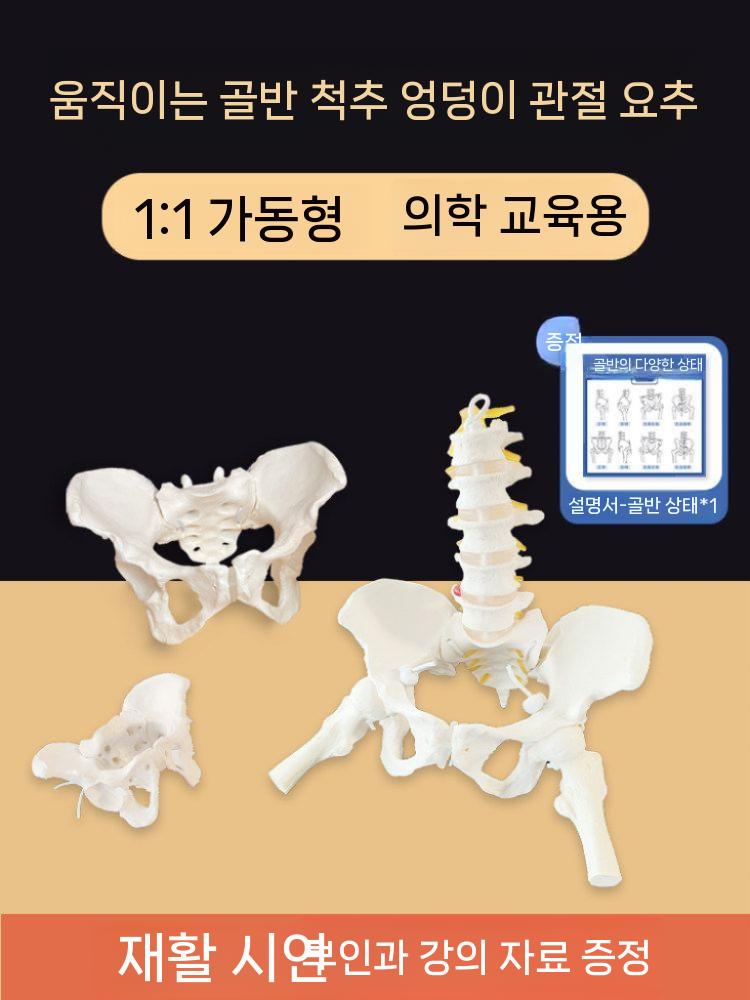 교육용 골반 모형 모델 뼈 다리 해부학 병원 인간 인체 소형 이미지 7