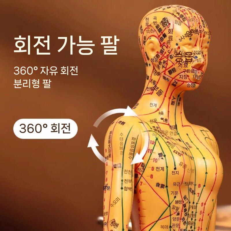 한의학 침술 모형 실습 혈자리 인체 훈련용 교구 35cm 남성 - 상세 이미지 5