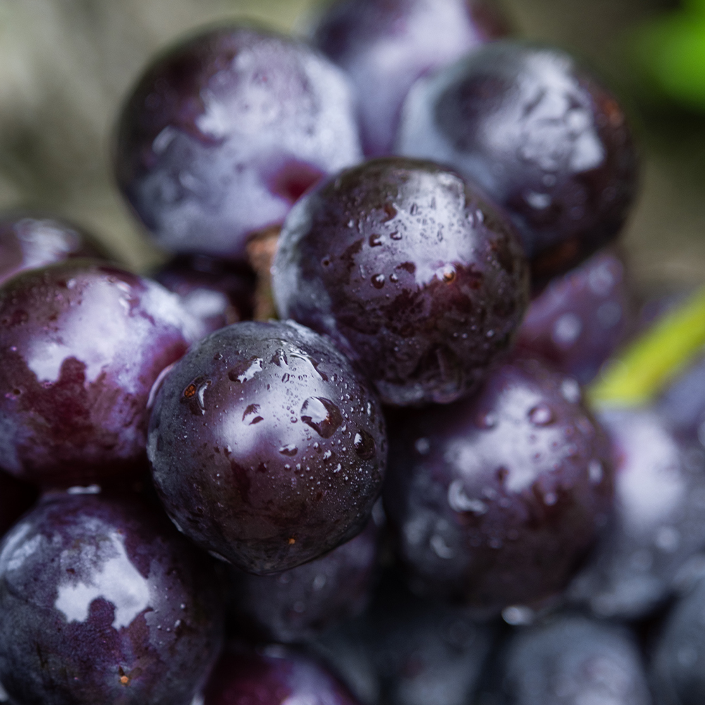 [100% 특상품] 송산포도 명품포도 특등급 산지직송 캠벨포도, 3kg, 1개 - 상세 이미지 3
