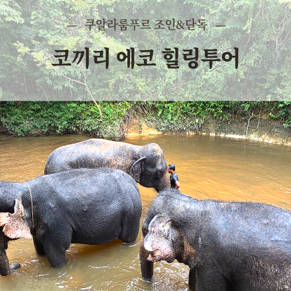 쿠알라룸푸르 코끼리 에코 힐링투어 먹이주기 코끼리쇼 목욕체험 아이들과 함께 즐거운 경험 - 상품 이미지