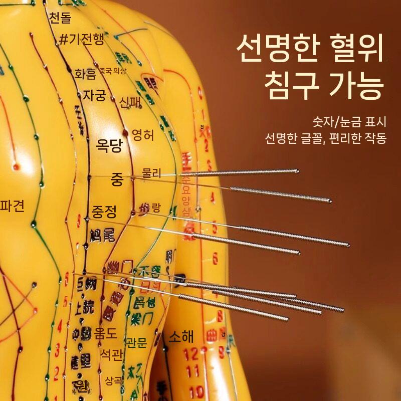 한의학 침술 모형 실습 혈자리 인체 훈련용 교구 35cm 남성 이미지 7