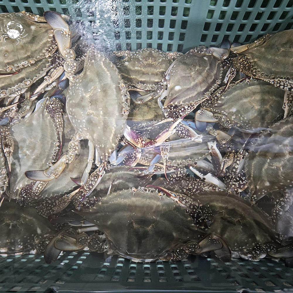 국내산 서해안 활 숫꽃게 제철 생물 꽃게 산지직송 1kg - 상세 이미지 5