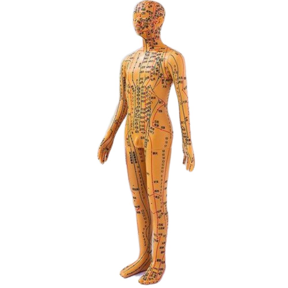 한의학 침술 모형 실습 혈자리 인체 훈련용 교구 35cm 남성 - 상품 이미지