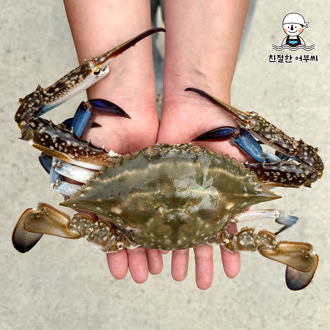 꽃게 제철 활 숫꽃게 톱밥 가을 생물 급냉 냉동 1kg 2kg 3kg 친절한어부씨 상품 이미지