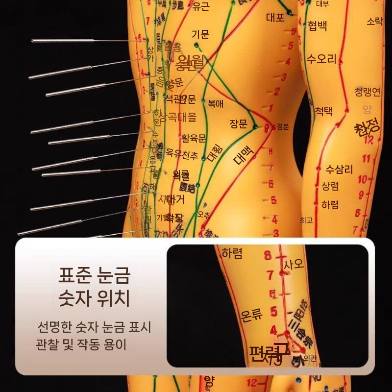 한의학 침술 모형 실습 혈자리 인체 훈련용 교구 35cm 남성 이미지 6