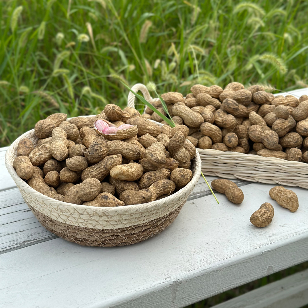 2026 국내산 햇 흙땅콩 생땅콩 피땅콩 1kg 2kg 3kg 4kg 5kg - 상세 이미지 3