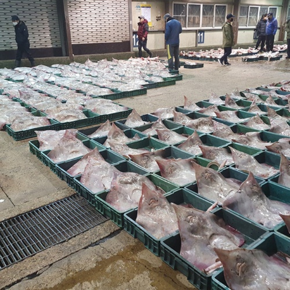 삭힌 홍어 덜 안 삭힌 삼합 회 전라도 국산 홍어 맛집 숙성 약한숙성, 1kg, 1개 - 상세 이미지 2