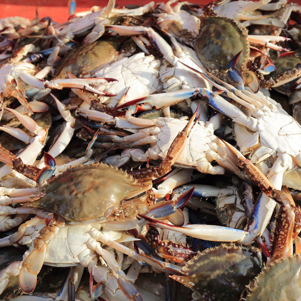 26년 첫조업 제철 가을 숫꽃게 활꽃게 1kg 가격 비교 파인밀 26년 첫조업 제철 가을 숫꽃게 활꽃게 1kg